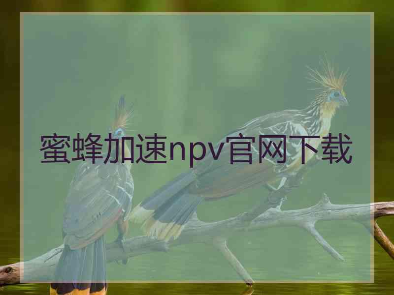 蜜蜂加速npv官网下载