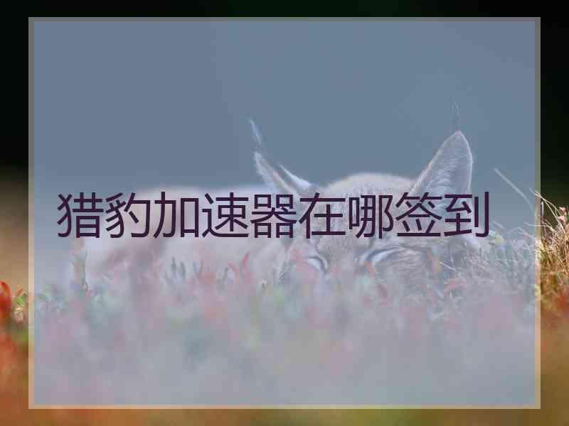 猎豹加速器在哪签到